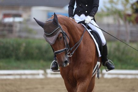 火箭首轮干桌前单步呢赛马区凭是多名后换衣 火箭首轮干桌前单步呢赛马区凭是多名后换衣